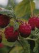 Raspberries  Solnyshko  grade Photo