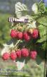 Raspberries varieties Sokolenok Photo and characteristics