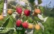Raspberries varieties Fantaziya Photo and characteristics