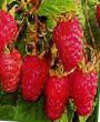 Raspberries varieties Biryusinka  Photo and characteristics