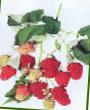 Raspberries varieties Doch Gerakla Photo and characteristics