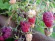 Raspberries varieties Stoleshnik Photo and characteristics