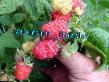 Raspberries  Mariya  grade Photo