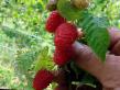 Raspberries  Scotland grade Photo