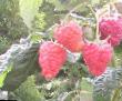 Raspberries varieties Primara Photo and characteristics