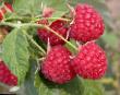Raspberries varieties Avgustina Photo and characteristics