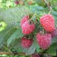 Raspberries varieties Evraziya Photo and characteristics