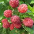 Raspberries varieties Nezhnost Photo and characteristics