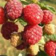 Raspberries  Odarka grade Photo