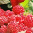 Raspberries  Solokha grade Photo