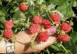 Raspberries  Sirenevyjj Tuman grade Photo