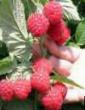 Raspberries varieties Blagorodnaya Photo and characteristics