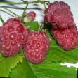Raspberries  Kardinal  grade Photo