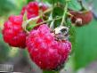 Raspberries varieties Vysokaya Photo and characteristics