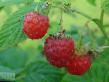 Raspberries varieties Ogonek Photo and characteristics