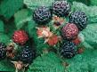 il lampone  Chernaya dragocennost (Black Jewel) la cultivar foto