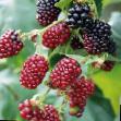  Bojjsenberri (Boysenberry) ezhemalina kultivar Foto