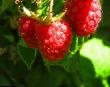Raspberries varieties Stolichnaya Photo and characteristics