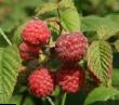 Raspberries varieties New Burg Photo and characteristics