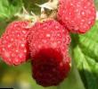 Raspberries varieties Shapka Monomakha  Photo and characteristics