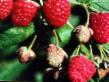 Raspberries varieties Ehlegantnaya Photo and characteristics