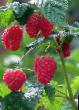 Raspberries  Balzam grade Photo