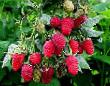 Raspberries  Arbat grade Photo