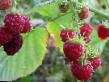 Raspberries varieties Krasavec Sadko Photo and characteristics