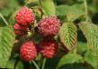 Raspberries varieties Peresvet Photo and characteristics