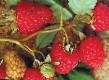 Raspberries varieties Kolokolchik Photo and characteristics