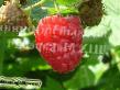 Raspberries  Illyuziya grade Photo