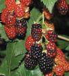Raspberries varieties Tibety-Medana Photo and characteristics