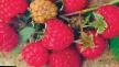 Raspberries varieties Skromnica  Photo and characteristics