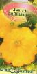 Патишон тиквице  Солнышко сорта фотографија