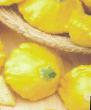 Le zucchine patissone le sorte Sanni Delajjt (Solnechnyjj vostorg)F1 foto e caratteristiche