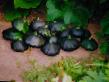 Le zucchine patissone  Robson la cultivar foto