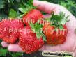 une fraise les espèces Giganta  Photo et les caractéristiques