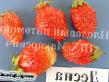 Φράουλες ποικιλίες Desna φωτογραφία και χαρακτηριστικά