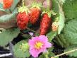 Strawberry varieties S-141 Photo and characteristics