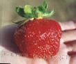 une fraise les espèces Gummi-Grand Photo et les caractéristiques