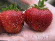 une fraise les espèces Tapira Photo et les caractéristiques
