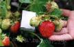 Φράουλες ποικιλίες Urozhajjnaya φωτογραφία και χαρακτηριστικά