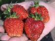 Φράουλες ποικιλίες Carica φωτογραφία και χαρακτηριστικά