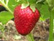 Φράουλες ποικιλίες Britaniya  φωτογραφία και χαρακτηριστικά