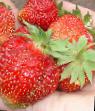 une fraise  Darenka l'espèce Photo