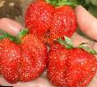 Φράουλες ποικιλίες Pervoklassnica φωτογραφία και χαρακτηριστικά