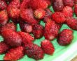 une fraise  Lesnaya skazka l'espèce Photo