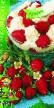 Lesní jahody druhy Ruyana fotografie a charakteristiky