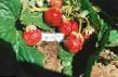 Lesní jahody  Grenada druh fotografie