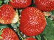 Lesní jahody druhy Troickaya fotografie a charakteristiky